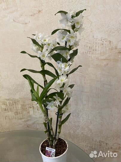 Дендробиум Нобиле