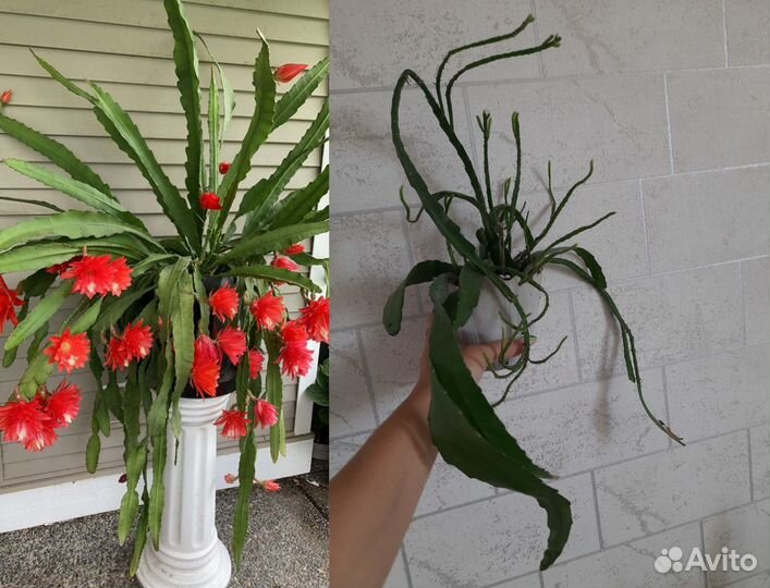 Комнатные растения