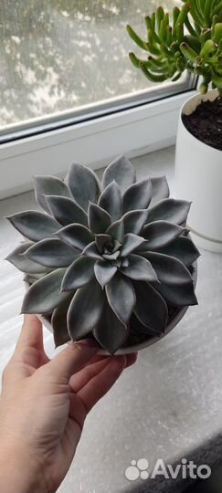 Суккуленты Эхеверия Эчеверия Космо