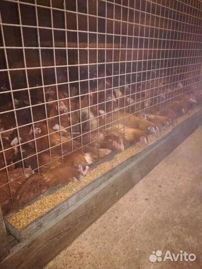 Куры молодки