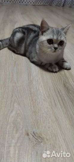Клубная кошечка