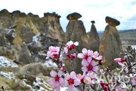 Саженцы миндаль 2-г, миндаль орех, миндаль дерево