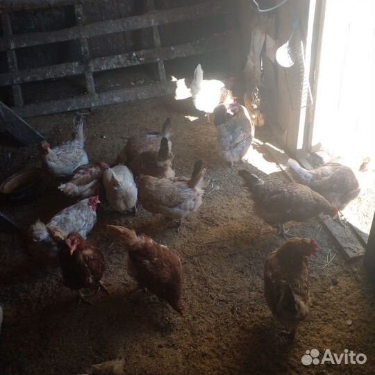 Куры домашние на мясо