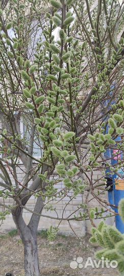 Саженцы верба. Закрытая корневая система