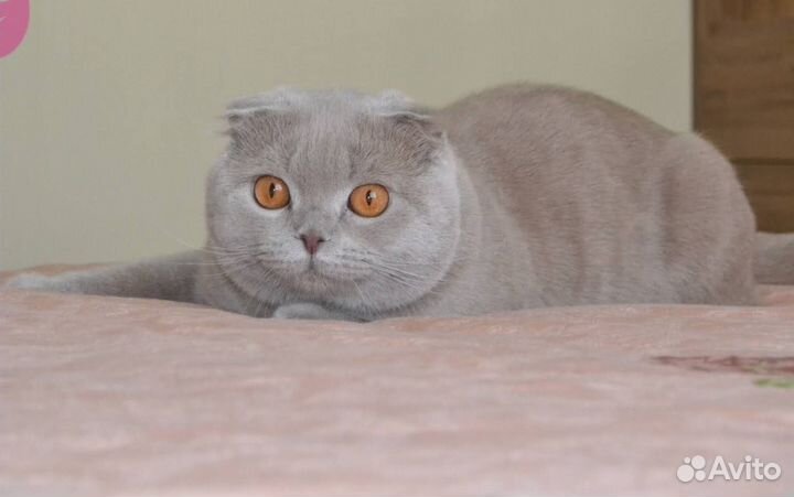 Британский кот вязка