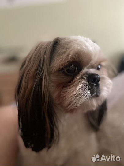 Шит цу вязка