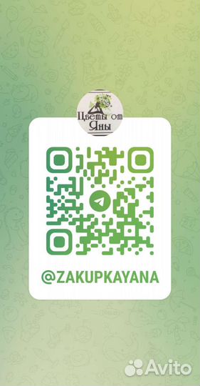 Сциндапсус Платинум Platinum )