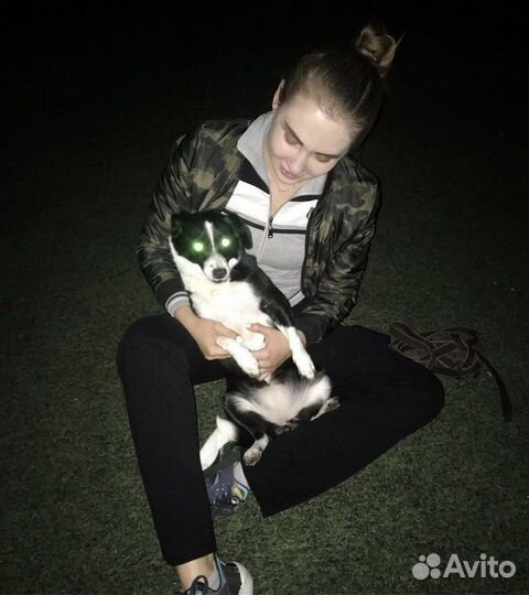 Передержка животных (домашняя/вольерная)