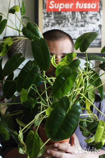 Филодендрон бурле макс вариегатный