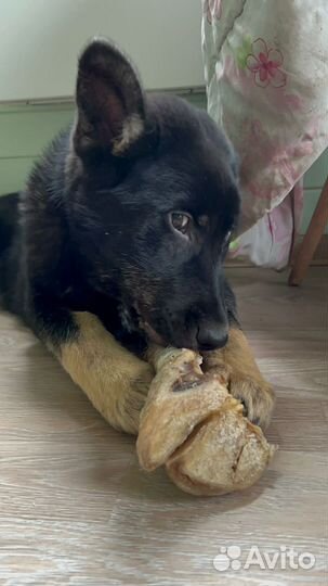 Собака мальчик