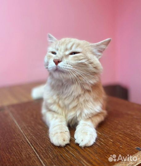 Котик ищет дом