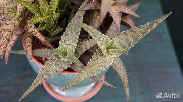 Композиция из суккулентов