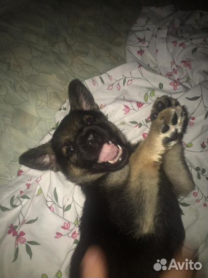 Щенок