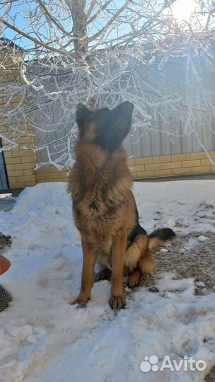 Немецкая овчарка