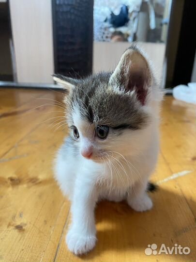 Котятки шотланской вислоухой