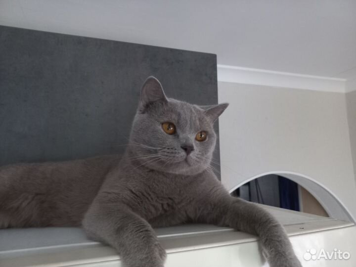 Британская