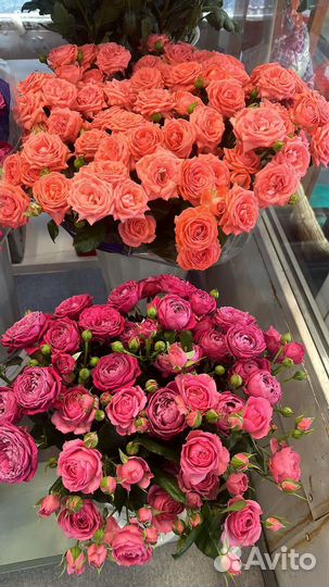 Шикарные кустовые розы