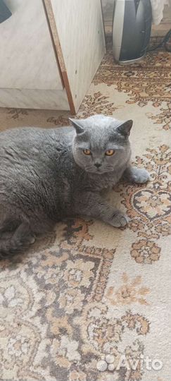 Британский котик бесплатно