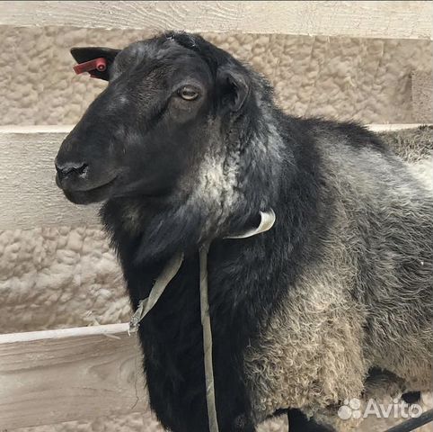 Баран на племя романовский (с документами)