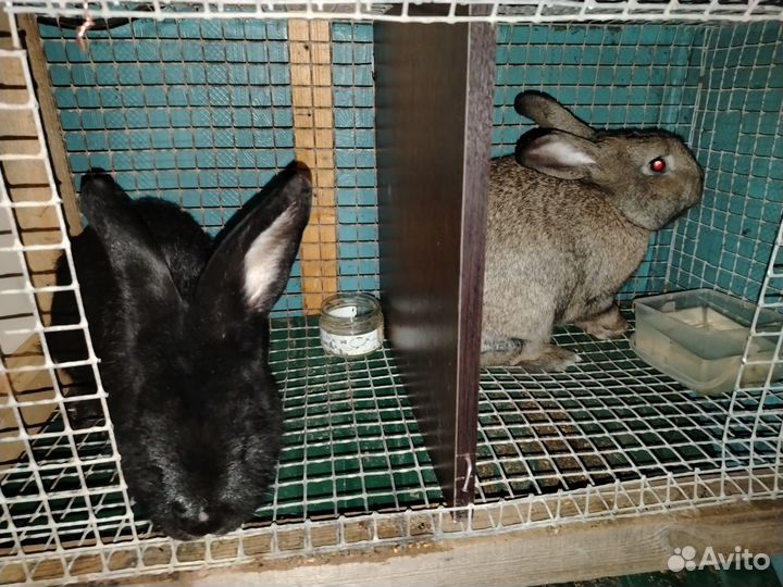 Мясо кролика