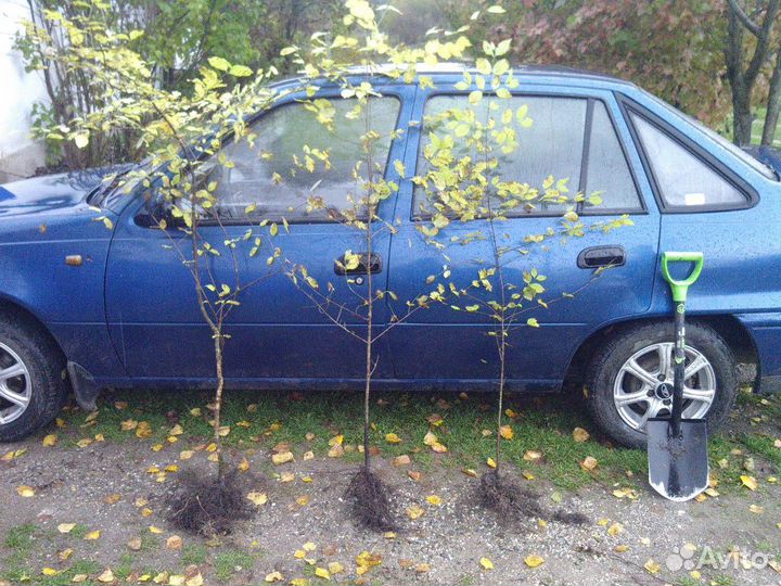 Кизил саженцы