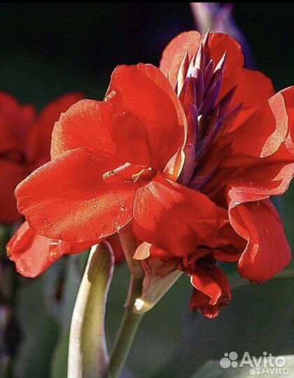 Каны крупные