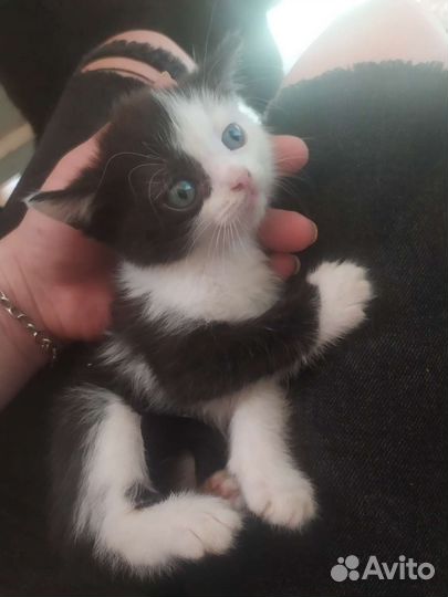 Отдаю котят