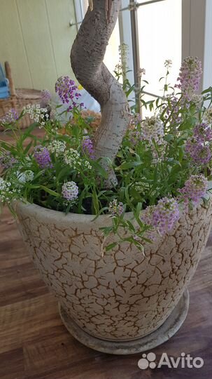 Фикус Бенджамина