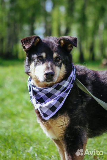 Собаке Зосе нужен шанс