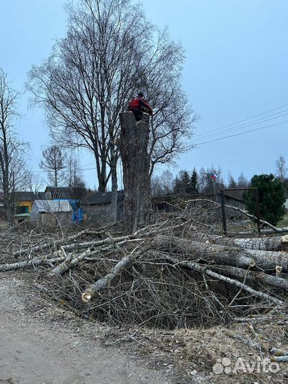 Спил аварийных деревьев