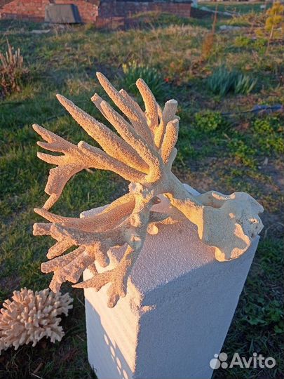 Натуральный коралл