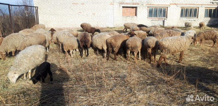 Овцы покрытые