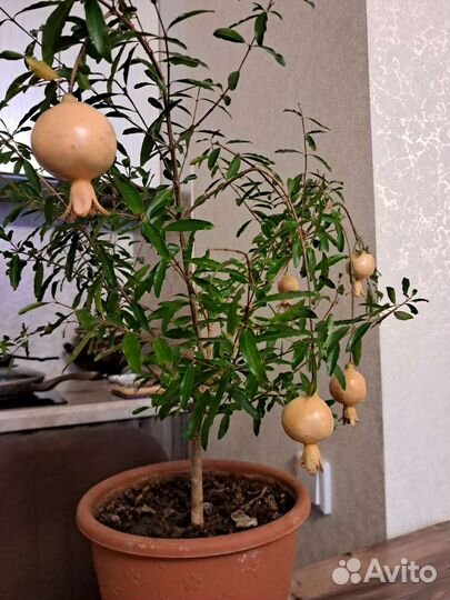 Гранат Нана