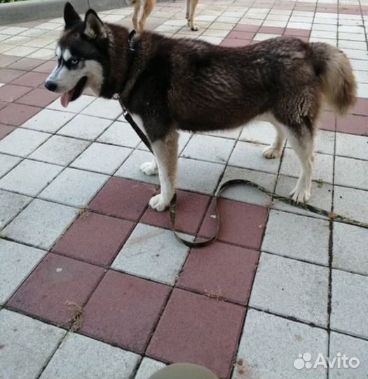 Ищет дом великолепная Собака Линда