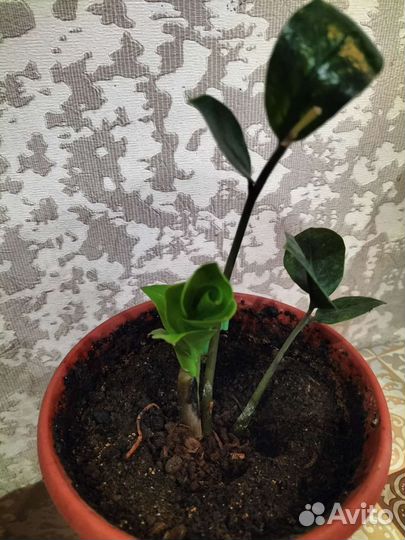 Замиокулькас (долларовое дерево)