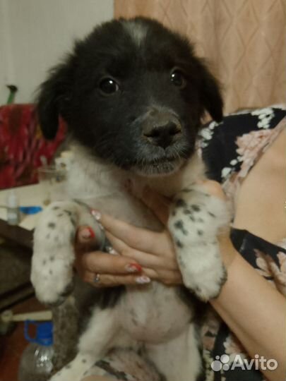 Отдам бесплатно в добрые руки