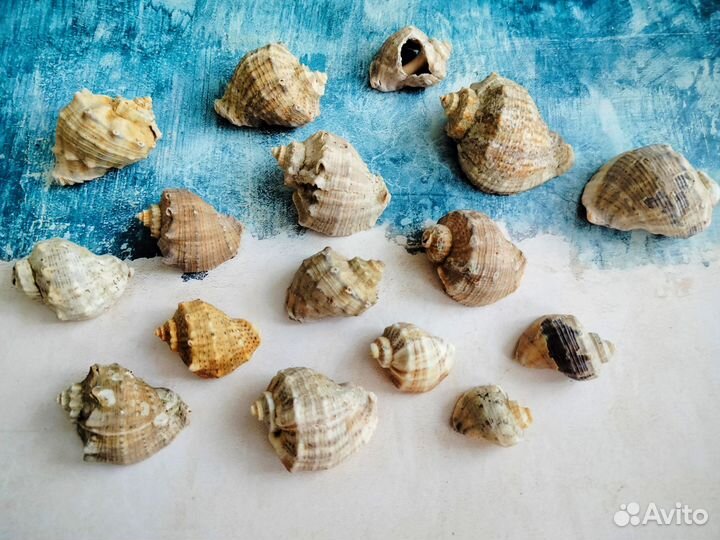 Ракушка рапана