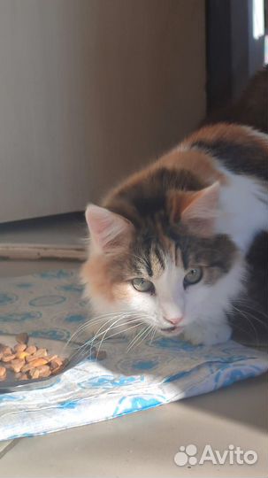 Кошки в добрые руки