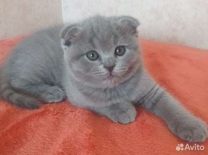 Вислоухая голубая