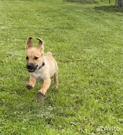 Щенок в добрые руки бесплатно маленькая порода