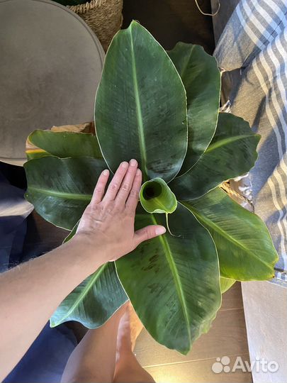 Банан,Кофе Арабика,Лимон,Пилея пиперомиевидная