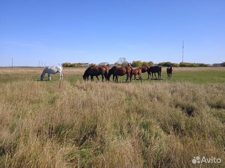 Продам лошадей