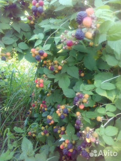 Саженцы ежемалины на весну