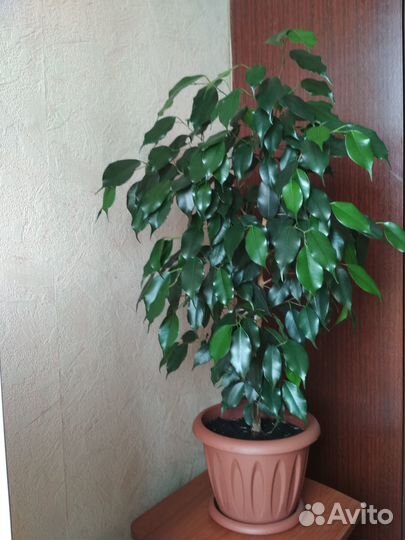 Фикус Бенджамин 90 см