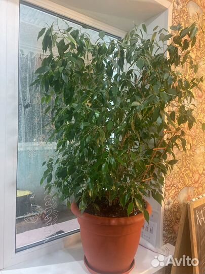 Бенджамина