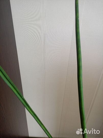 Сансевиерия сортовая