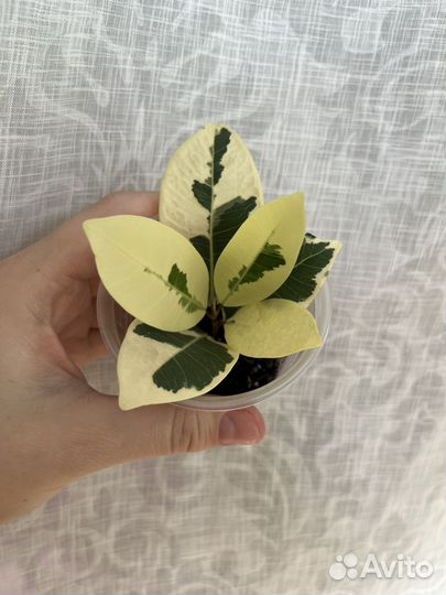 Сортовые фикусы