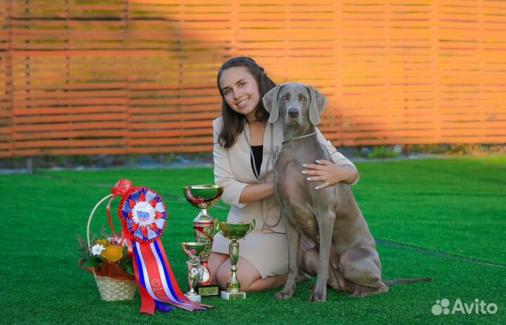 Щенки веймаранера от чемпионов