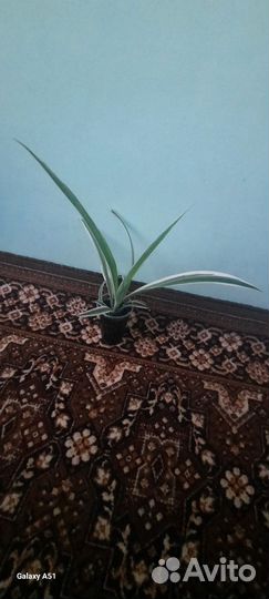 Хлорофитум