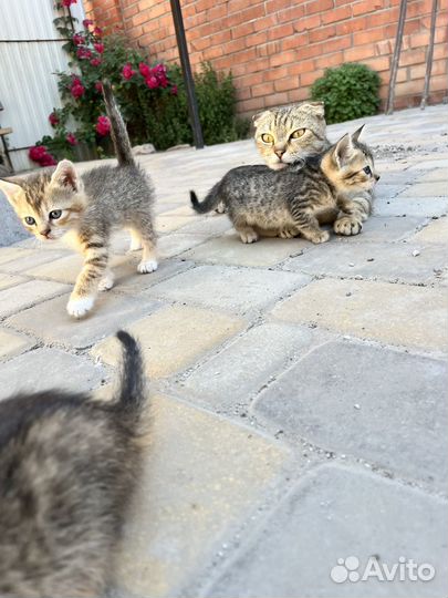 Вислоухие котята бесплатно